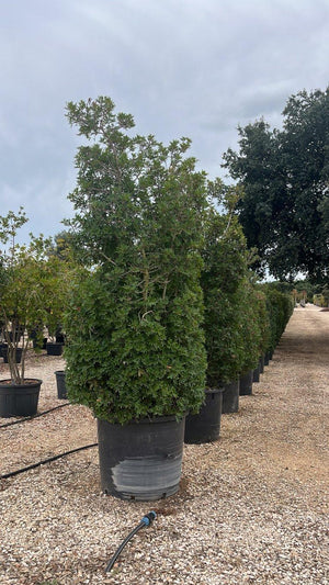 PISTACIA LENTISCUS