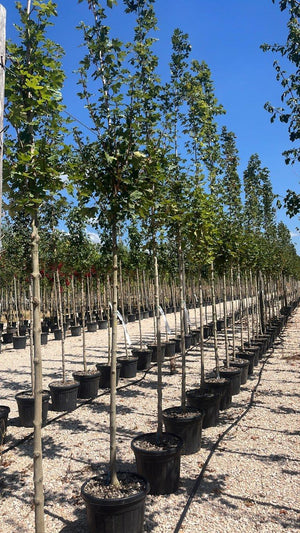 ACER CAMPESTRE HUIBERS ELEGANT