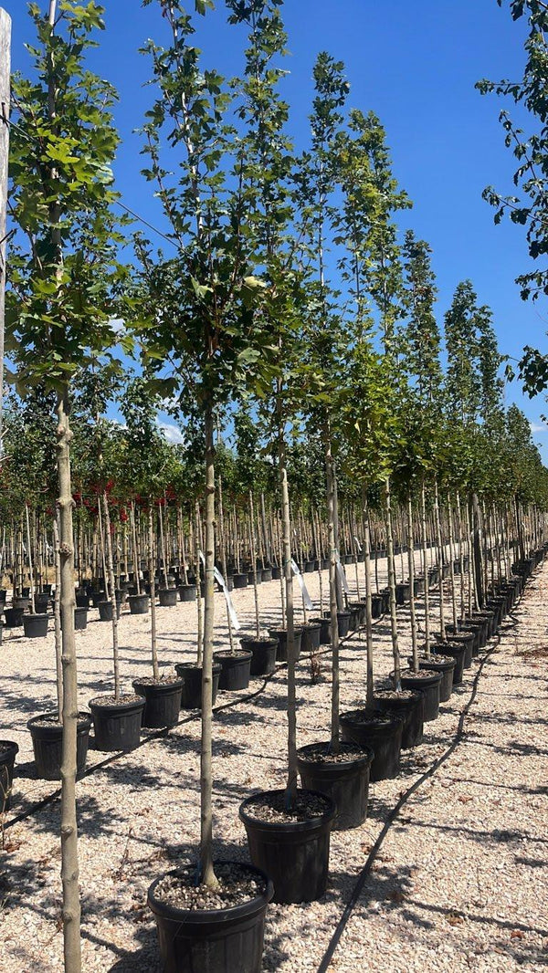 ACER CAMPESTRE HUIBERS ELEGANT