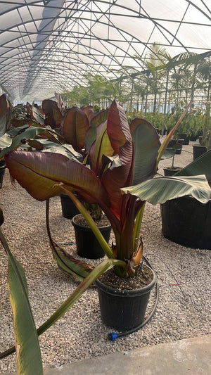MUSA ENSETE MAURELII