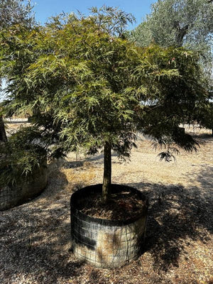 ACER DISSECTUM INABA SHIDARE