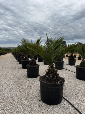 JUBAEA CHILENSIS