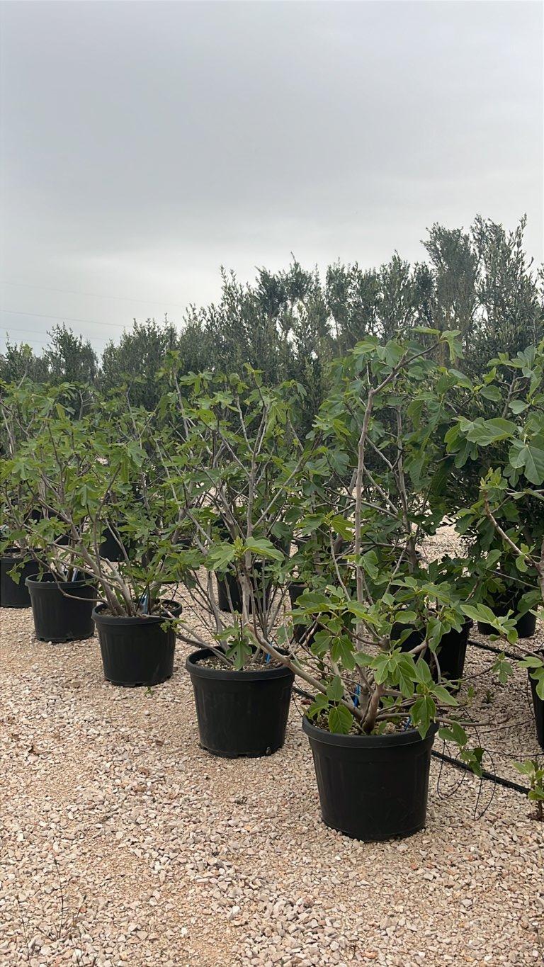 FICUS F. CARICA