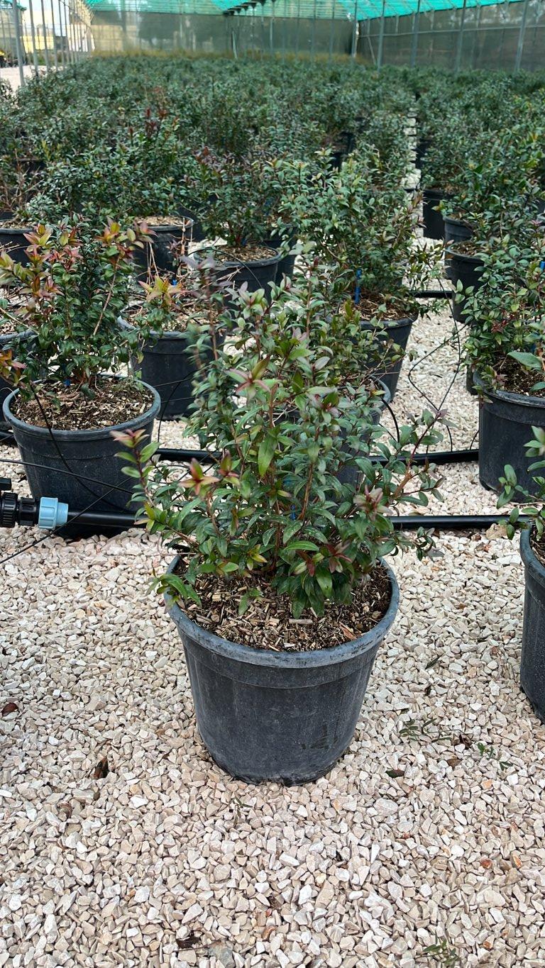 MYRTUS COMMUNIS