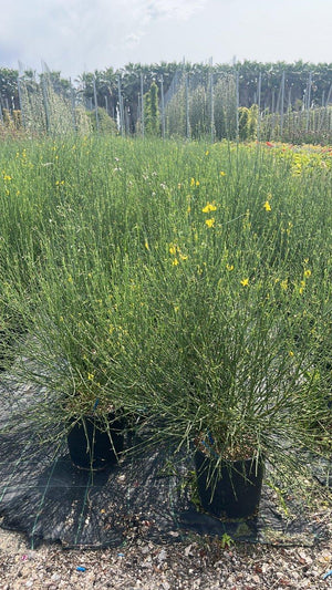 SPARTIUM JUNCEUM