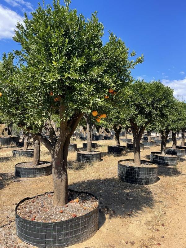 CITRUS RETICULATA