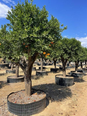 CITRUS RETICULATA