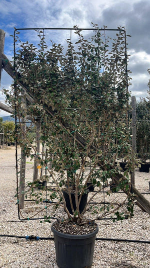 ELAEAGNUS X EBBINGEI