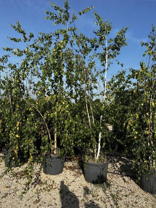 BETULA PENDULA