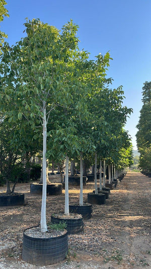 JUGLANS REGIA