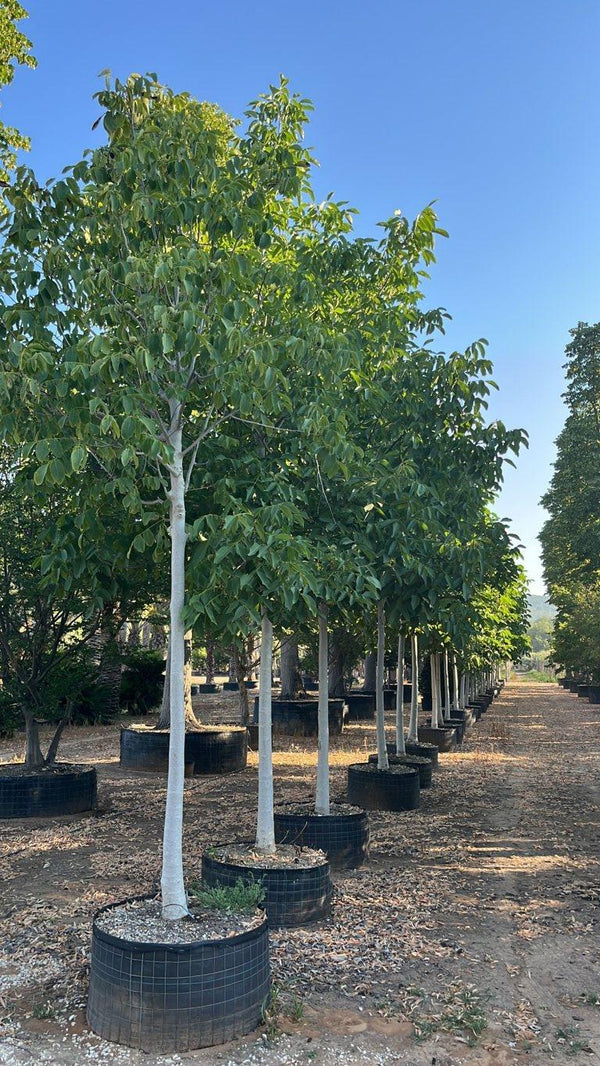JUGLANS REGIA