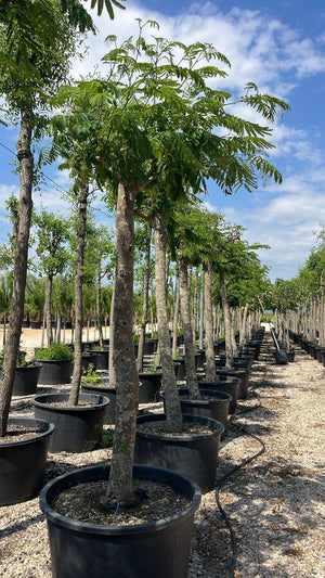 ALBIZIA JULIBRISSIN