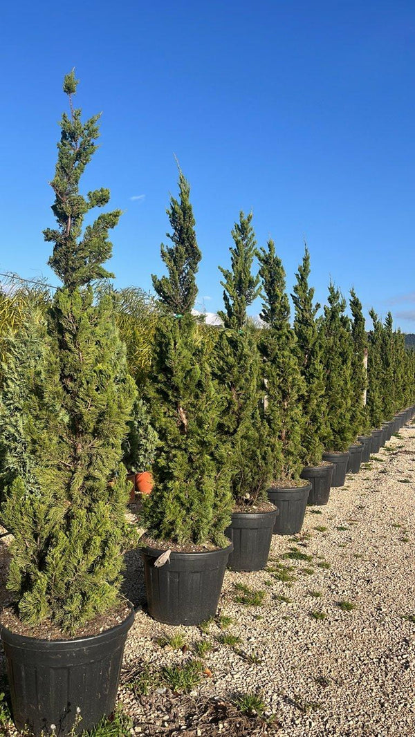 JUNIPERUS X MEDIA