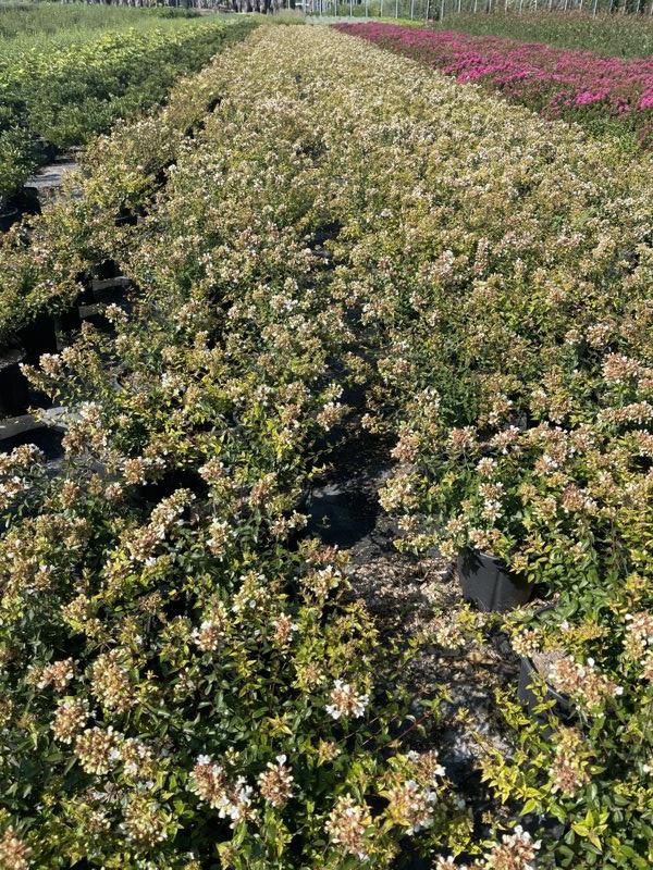 ABELIA X GRANDIFLORA COMPACTA