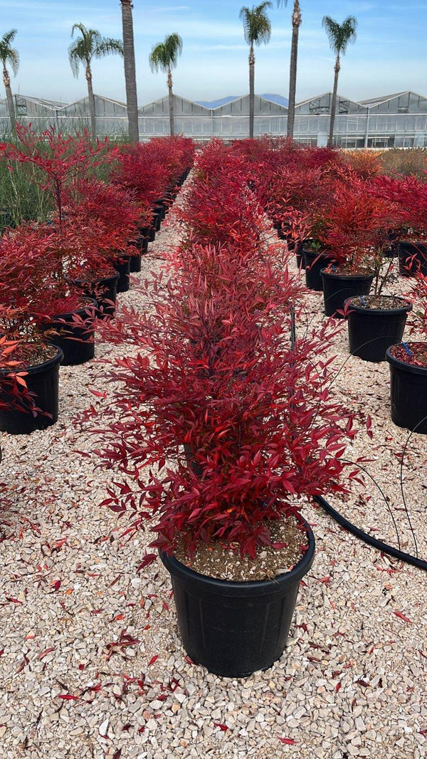 NANDINA DOMESTICA