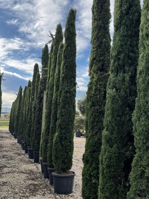 CUPRESSUS SEMPERVIRENS TOTEM