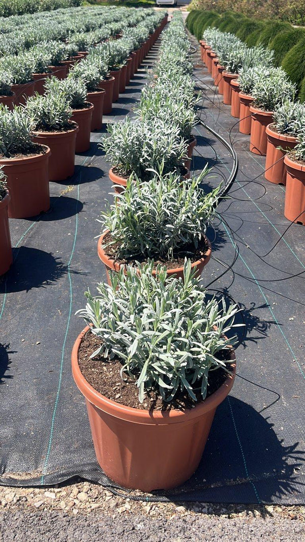 LAVANDULA ANGUSTIFOLIA