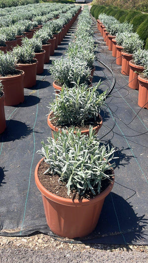 LAVANDULA ANGUSTIFOLIA