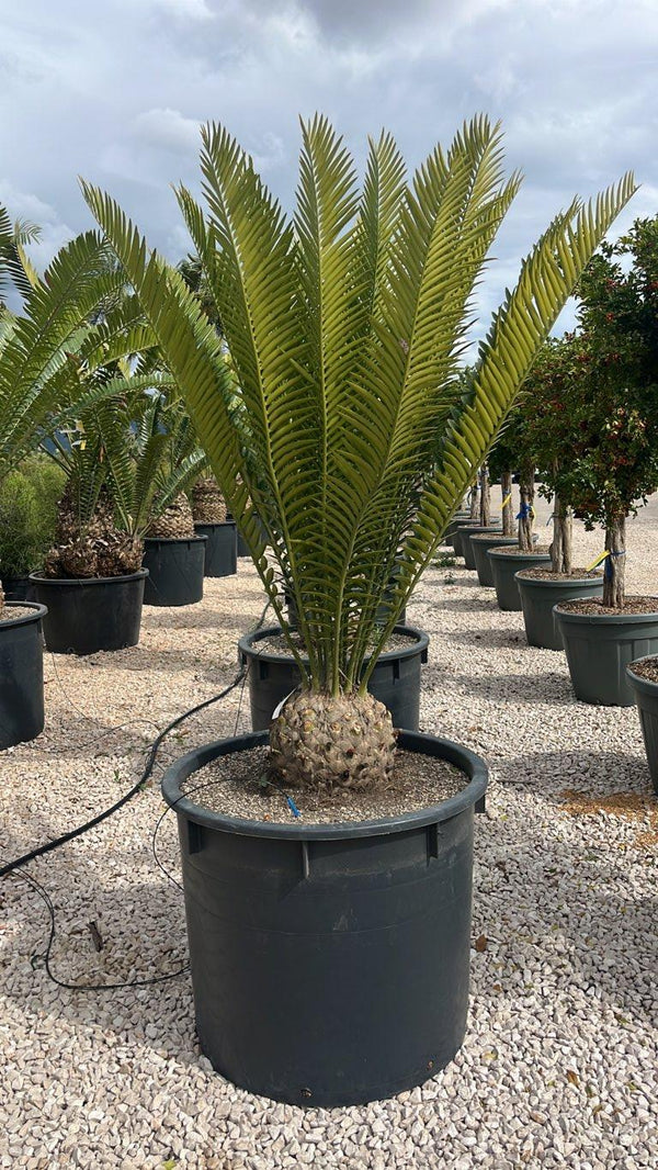ENCEPHALARTOS ALTENSTEINII