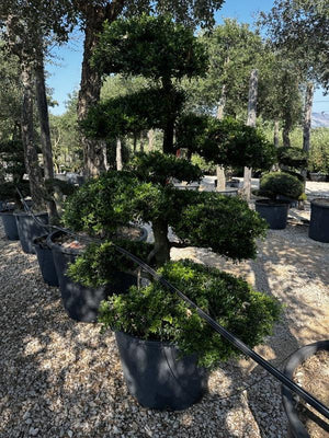ILEX CRENATA