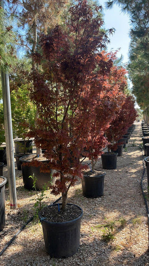 ACER PALMATUM SKEETERS BROOM