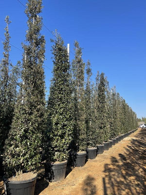 QUERCUS S. ILEX