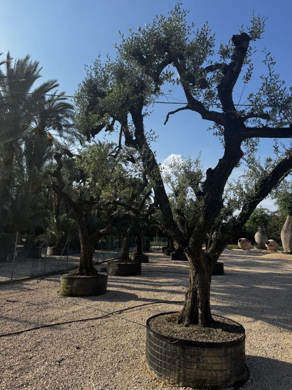 OLEA EUROPEA LECCINO
