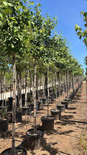GINKGO BILOBA