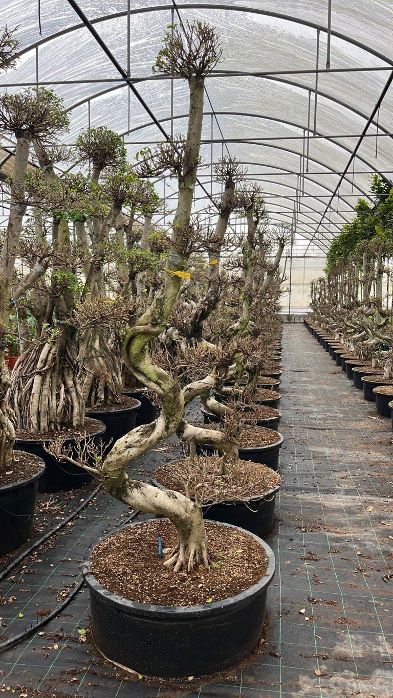 FICUS S. MICROCARPA