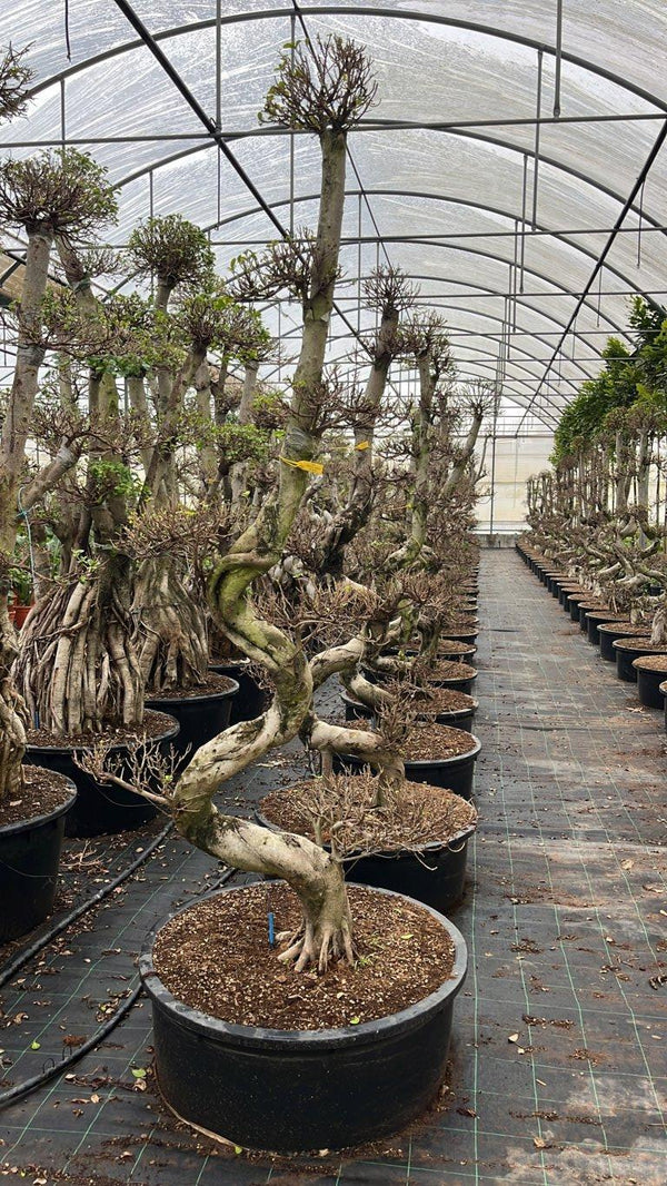 FICUS S. MICROCARPA