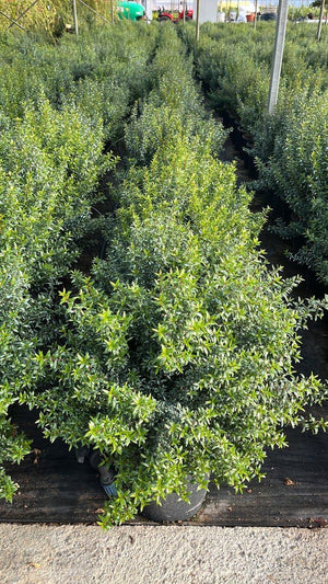 MYRTUS COMMUNIS MICROPHYLLA