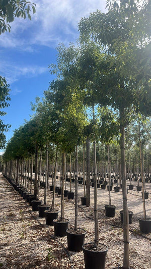 QUERCUS S. GLAUCA