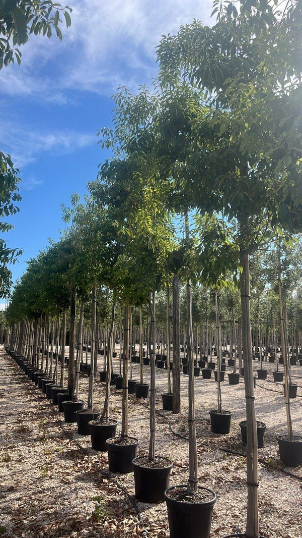 QUERCUS S. GLAUCA