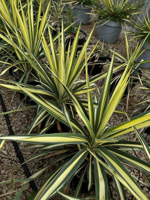 YUCCA FILAMENTOSA BRIGHT EDGE