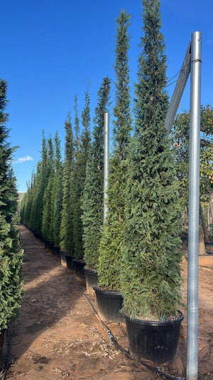 CUPRESSOCYPARIS LEYLANDII