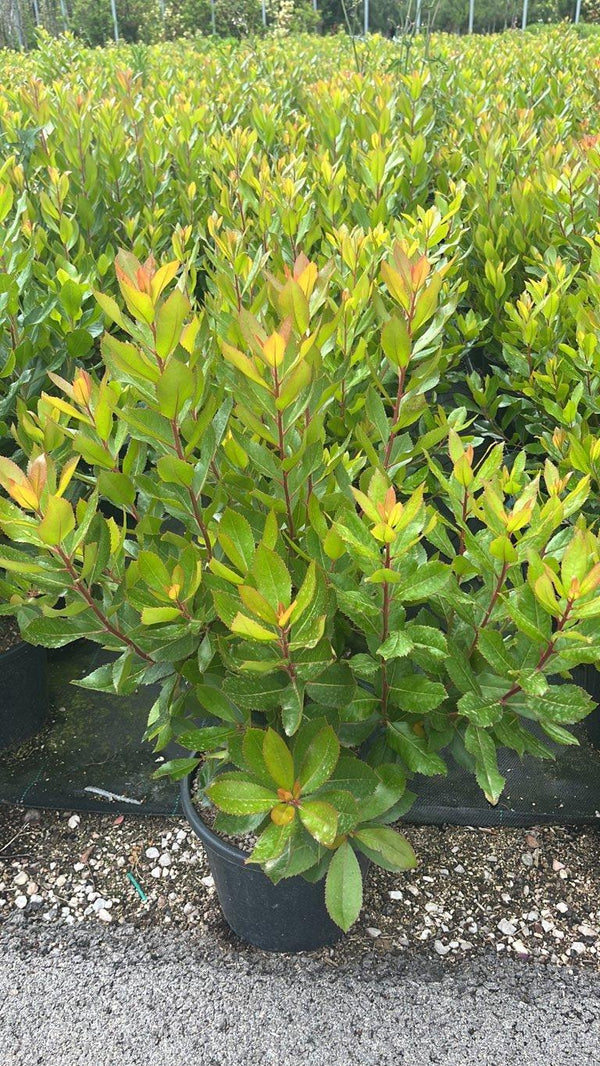 ARBUTUS UNEDO