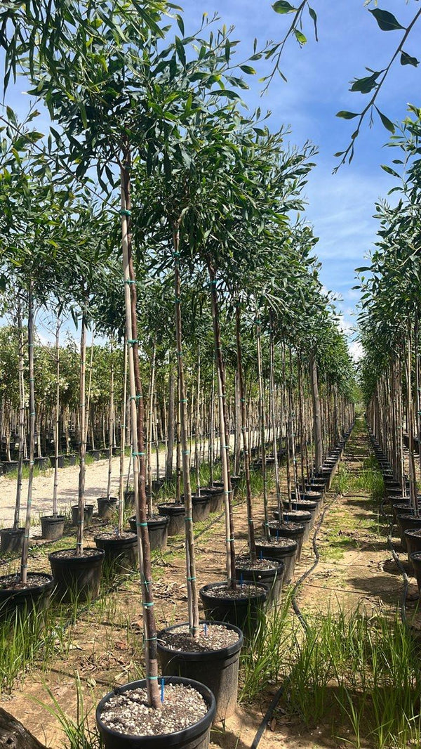 ACACIA SALIGNA