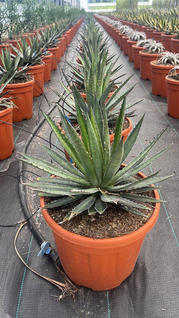 AGAVE FUNKIANA BLUE HAZE
