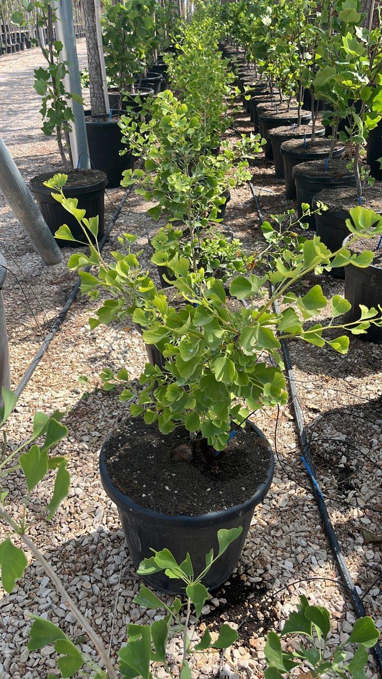 GINKGO BILOBA BLAGON