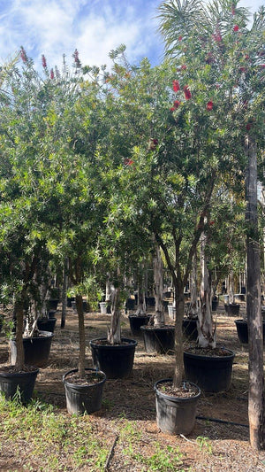 CALLISTEMON RED CLUSTER