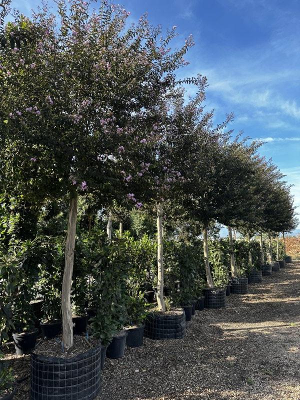 LAGERSTROEMIA INDICA