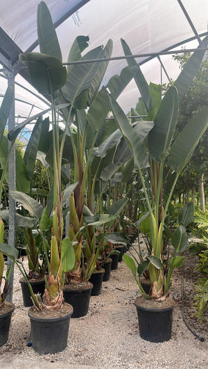 STRELITZIA NICOLAI