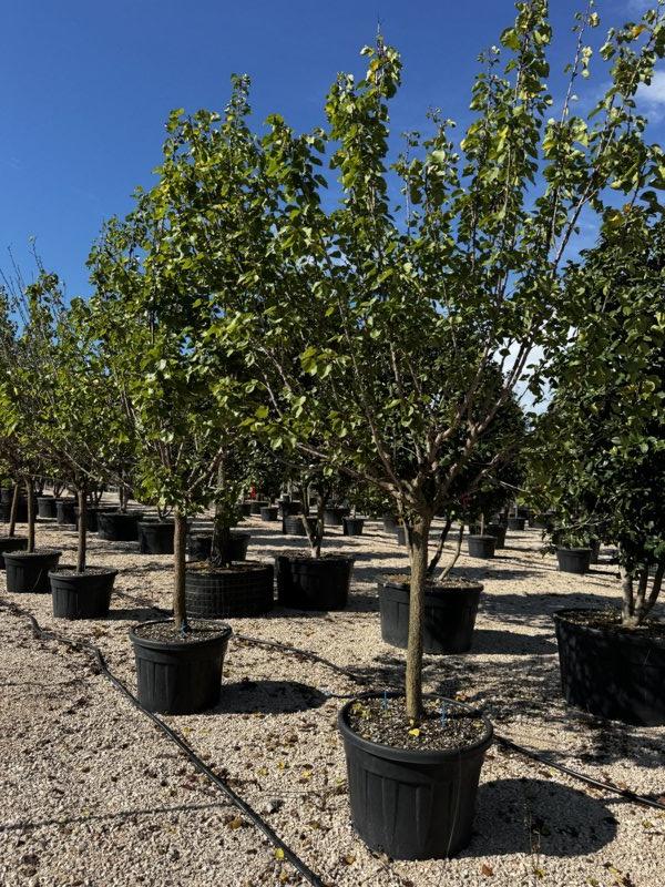 PRUNUS F. ARMENIACA