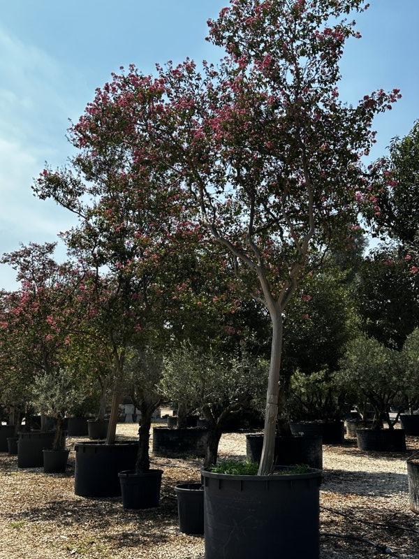 LAGERSTROEMIA INDICA