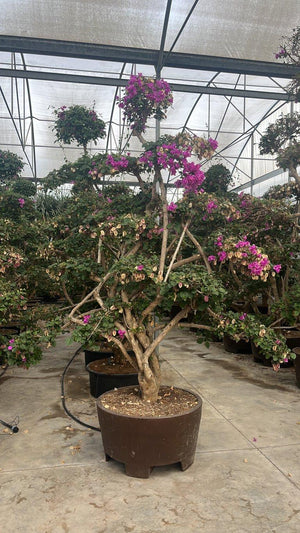 BOUGAINVILLEA SANDERIANA