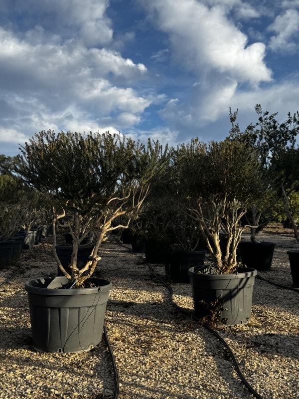 MYRTUS COMMUNIS TARENTINA