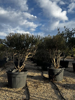 MYRTUS COMMUNIS TARENTINA