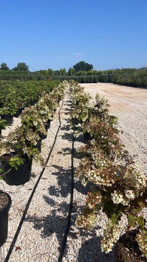 HYDRANGEA QUERCIFOLIA SNOWFLAKE