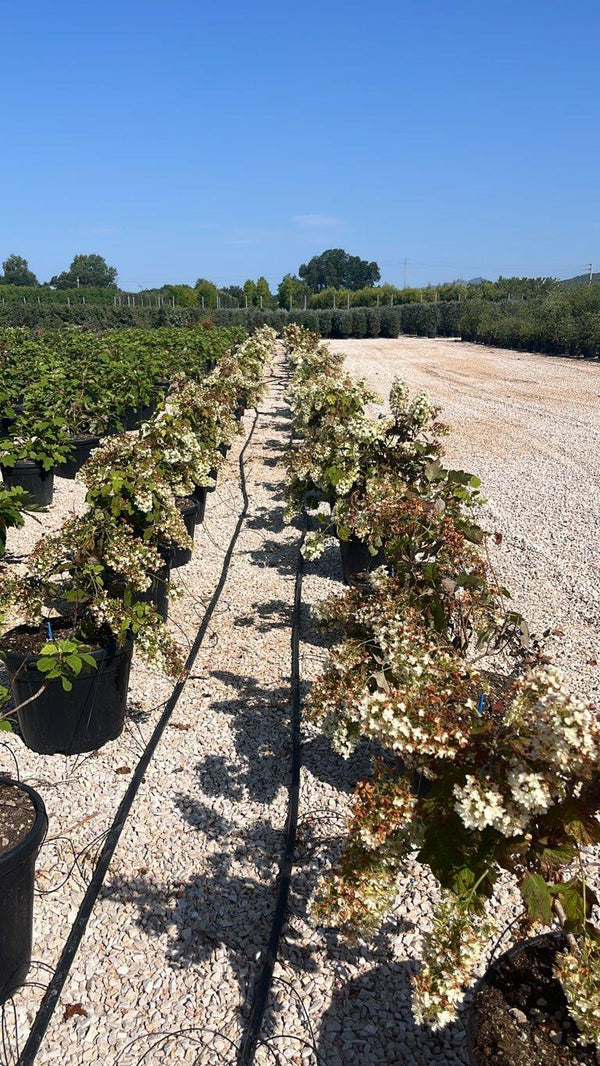 HYDRANGEA QUERCIFOLIA SNOWFLAKE