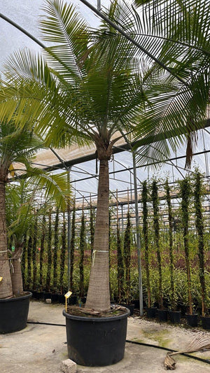 RAVENEA RIVULARIS